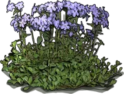 Plant - Phlox stolonifera