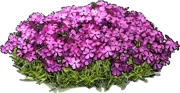 Plant - Phlox subulata Mac Daniels Cushion