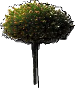 Plant - Picea abies