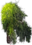 Plant - Norway Spruce \u0027Inversa\u0027