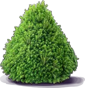 Plant - Norway Spruce \u0027Tompa\u0027