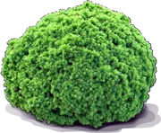 Plant - Picea glauca \u0027Alberta Globe\u0027