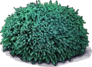 Plant - Black Spruce \u0027Nana\u0027