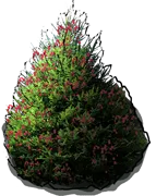 Plant - Picea mariana