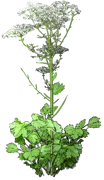 Plant - Aniseed