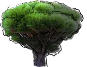 Plant - Pinus densiflora