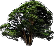 Plant - Japanese Red Pine