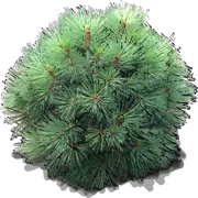 Plant - Jeffrey pine