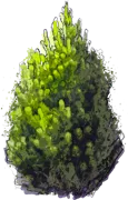 Plant - Bosnian Pine \u0027Satelit\u0027