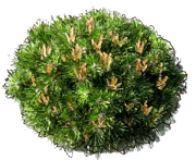 Plant - Mugo pine \u0027Benjamin\u0027