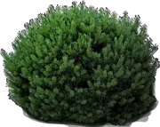 Plant - Mugo pine \u0027Lilliput\u0027