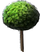 Plant - Pinus nigra Bambino