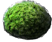 Plant - Pinus nigra Bambino