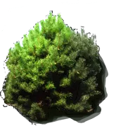Plant - Black pine \u0027Nana\u0027
