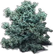 Plant - Japanes white pine