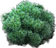 Plant - Estern White Pine \u0027Tiny Kurls\u0027