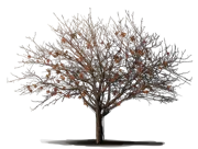 Plant - Chinese Pistache