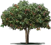 Plant - Pistachio