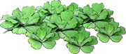 Plant - Water Lettuce