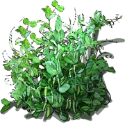 Plant - Garden Pea