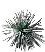 Plant - Puya venusta