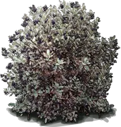 Plant - Kohuhu \u0027Elizabeth\u0027
