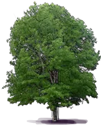 Plant - California Sycamore