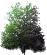 Plant - London Plane