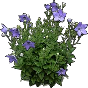 Plant - Platycodon grandiflorus Astra Blue