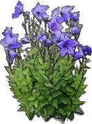 Plant - Platycodon grandiflorus