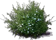 Plant - Doctorbush