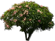 Plant - Plumeria rubra tricolor
