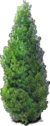 Plant - Yew plum pine