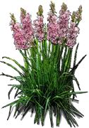 Plant - Pink Sapphire\u0027 Tuberose
