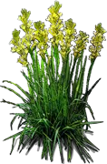 Plant - Yellow Baby\u0027 Tuberose