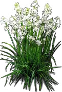 Plant - Tuberose