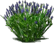 Plant - Pickerel Weed