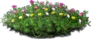 Plant - Rose Moss