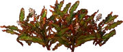 Plant - Curled Pondweed