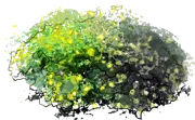 Plant - Shrubby Cinquefoil \u0027Goldteppich\u0027