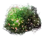 Plant - Shrubby Cinquefoil \u0027Pink queen\u0027