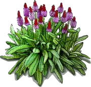 Plant - Orchid Primrose