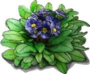 Plant - Polyanthus Primrose \u0027Zebra Blue\u0027