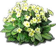 Plant - Primrose