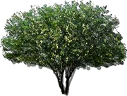 Plant - Velvet mesquite