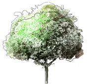 Plant - Purple Leaved Plum