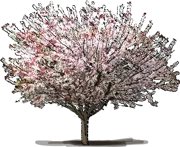 Plant - Purple Leaf Sand Cherry