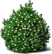 Plant - Cherry Laurel