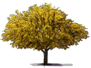 Plant - Japanese Plum \u0027Shiro\u0027