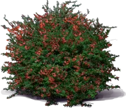 Plant - Formosa Firethorn \u0027Santa Cruz\u0027